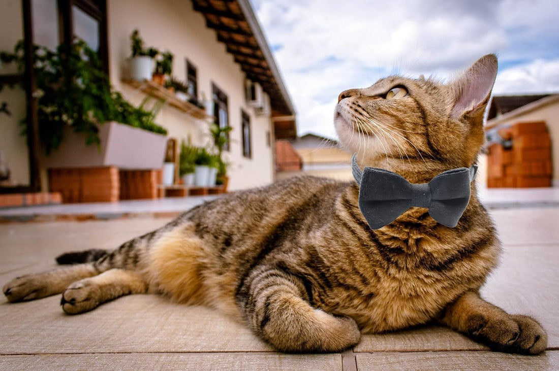 WDPAWS Cat Collar Breakaway with Bell and Removable Bow Tie Safety