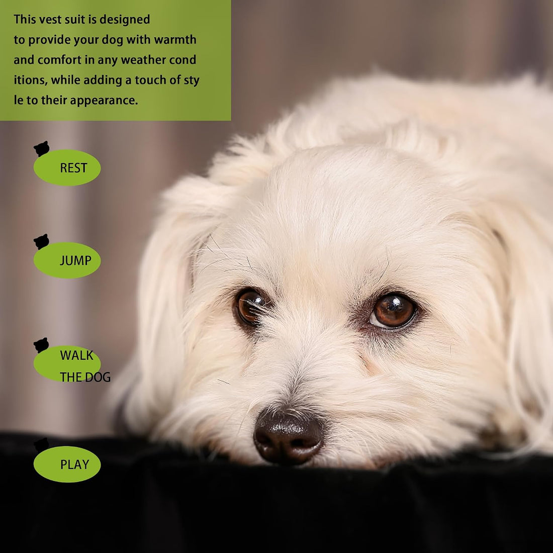Elevate Your Pet's Seasonal Style with Playful Panache