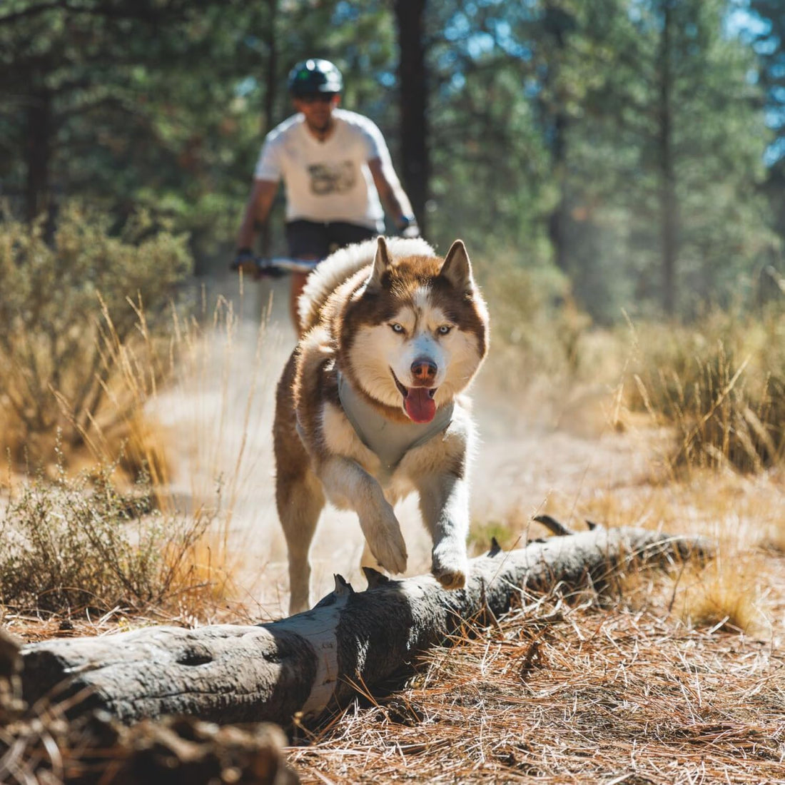 Ruffwear, Swamp Cooler Zip Dog Vest