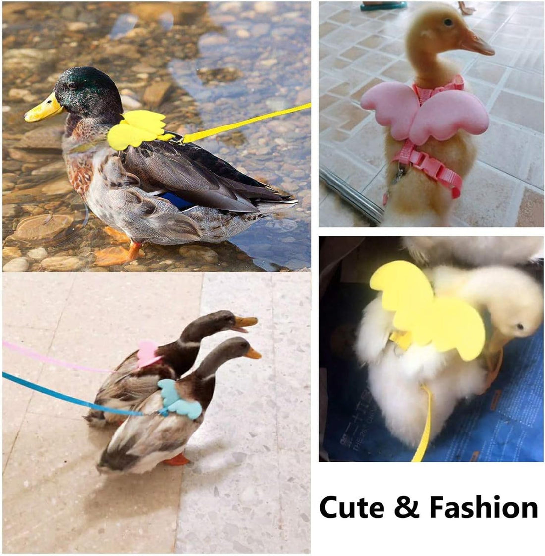 QBLEEV Pet Cole Duck Outside Walking Harness Leash with Cute Wings