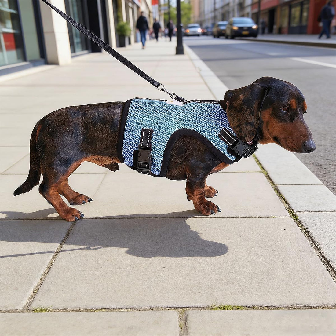 Mini Dachshund Harness Vest, No Pull & No Armpit Rub Dachshund Harness
