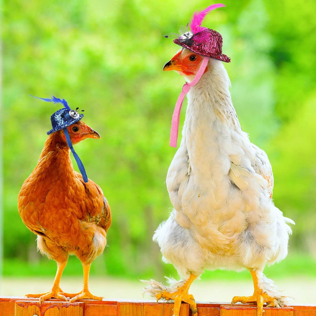 Zhanmai 9 Pcs Chicken Harness and Leash for Hens, Chicken Accessories