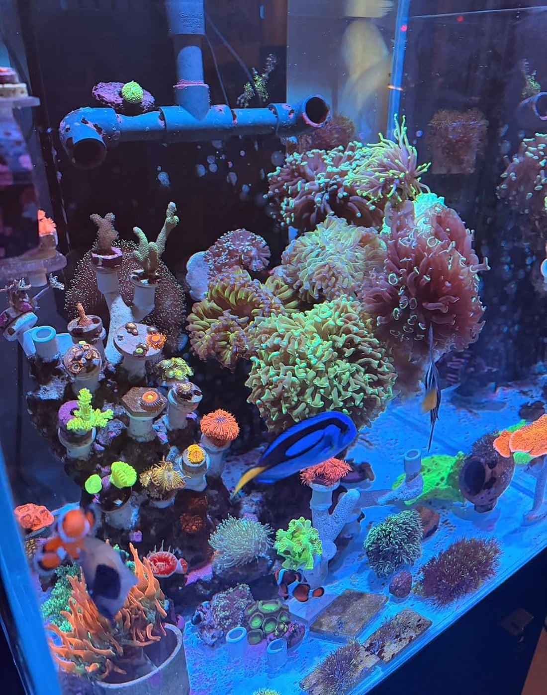 AWXZOM Pluggable Ceramic Coral Frag Plugs 12pcs + Coral Glue