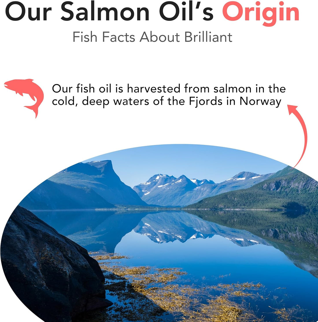 Brilliant Norwegian Salmon Oil for Dogs, Cats, Horse, Ferret