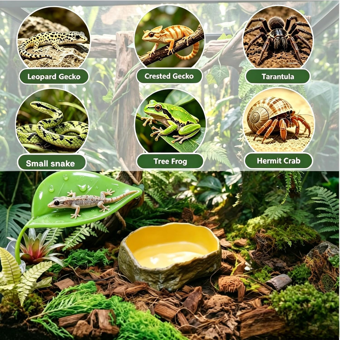 Bearded Dragon Tank Accessories, Terrarium Decor, Ball Python