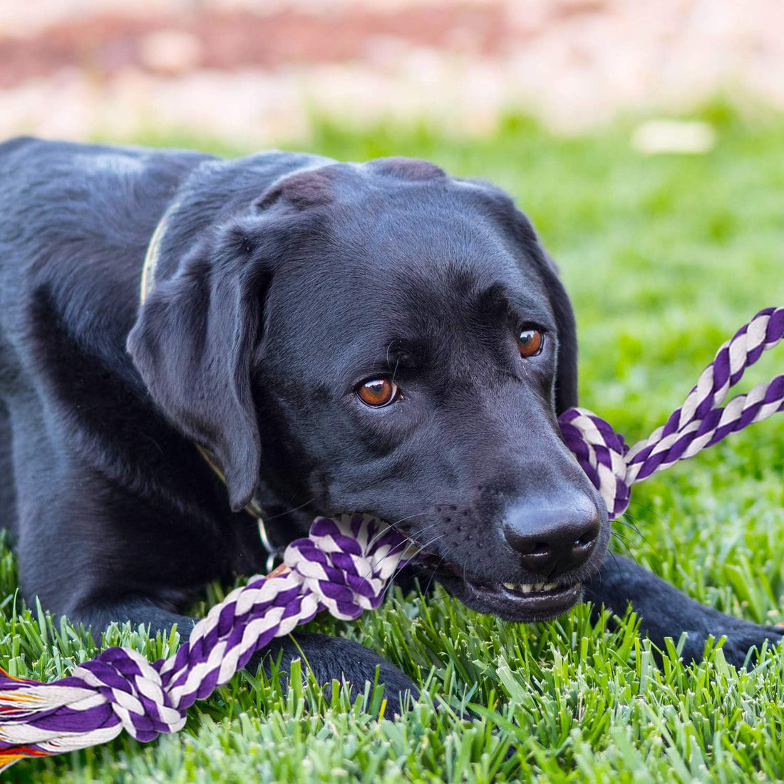SHARLOVY Large Tough Chew Toys for Aggressive Chewers Large