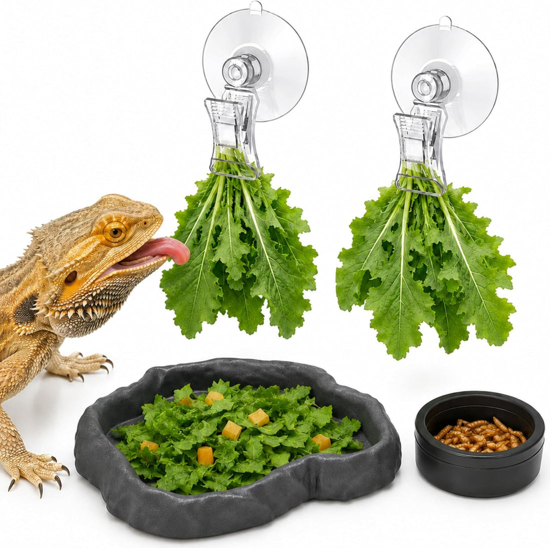 Bearded Dragon Food Bowl Set with Veggie Clips, Shallow Salad Dish
