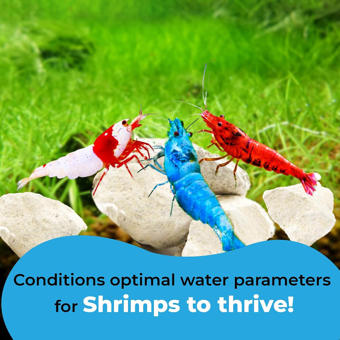 JOR Calcium Rocks for Shrimps, Color Enhancing Breeding Hideout