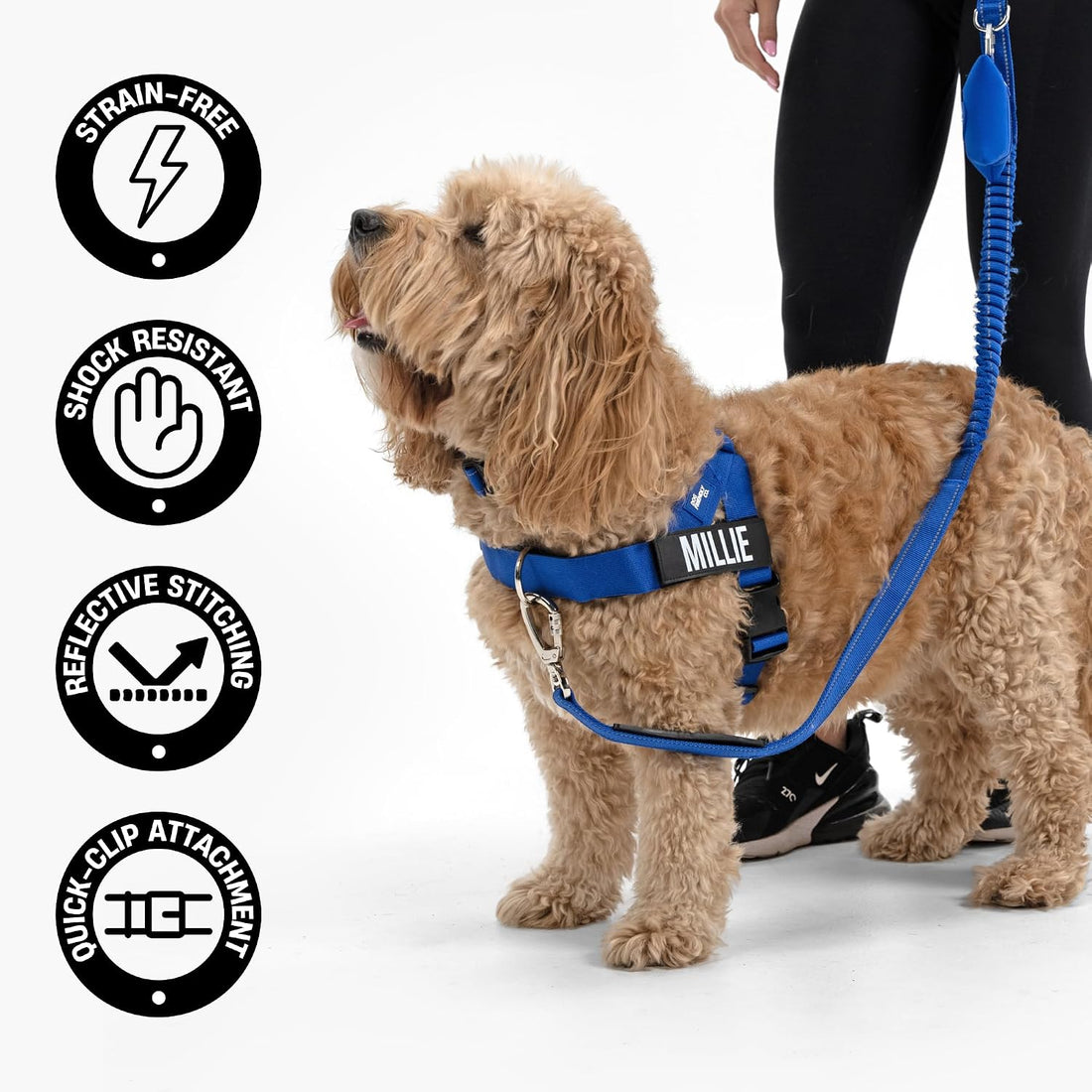 Dog Friendly Co. Bungee Dog Leash