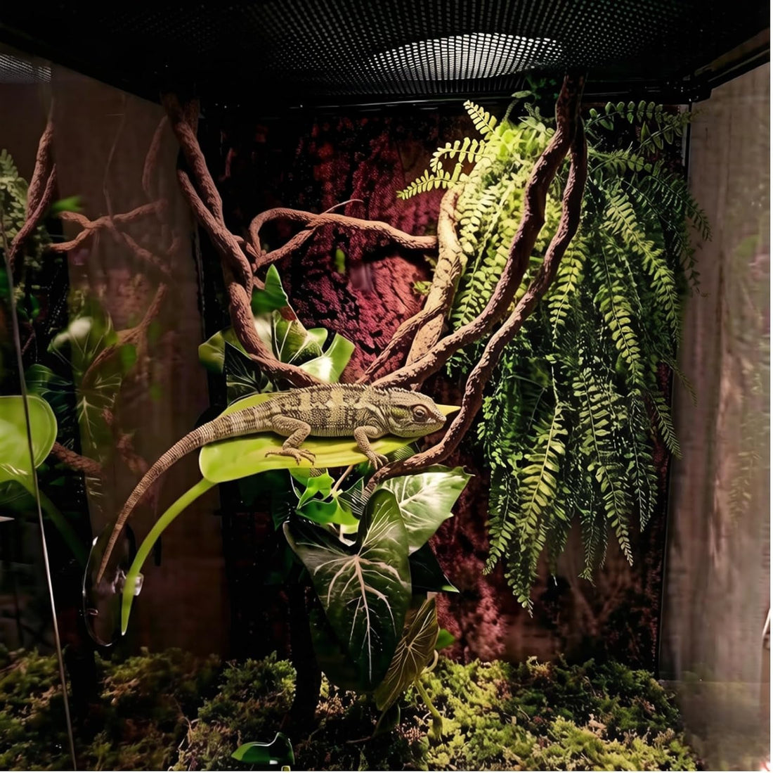 Bearded Dragon Tank Accessories, Terrarium Decor, Ball Python