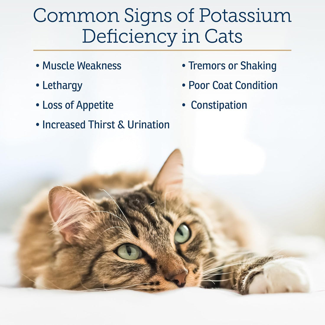 Rx Vitamins Amino B+K - Cat Vitamin B & Potassium Supplement for Cats