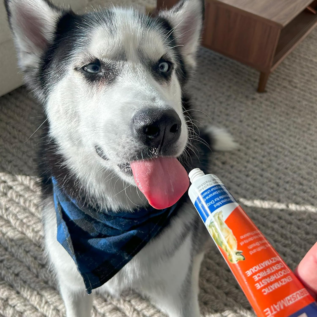 Paw Ready from Doggy Breath to Doggy Fresh Dog Dental Care Enzymatic