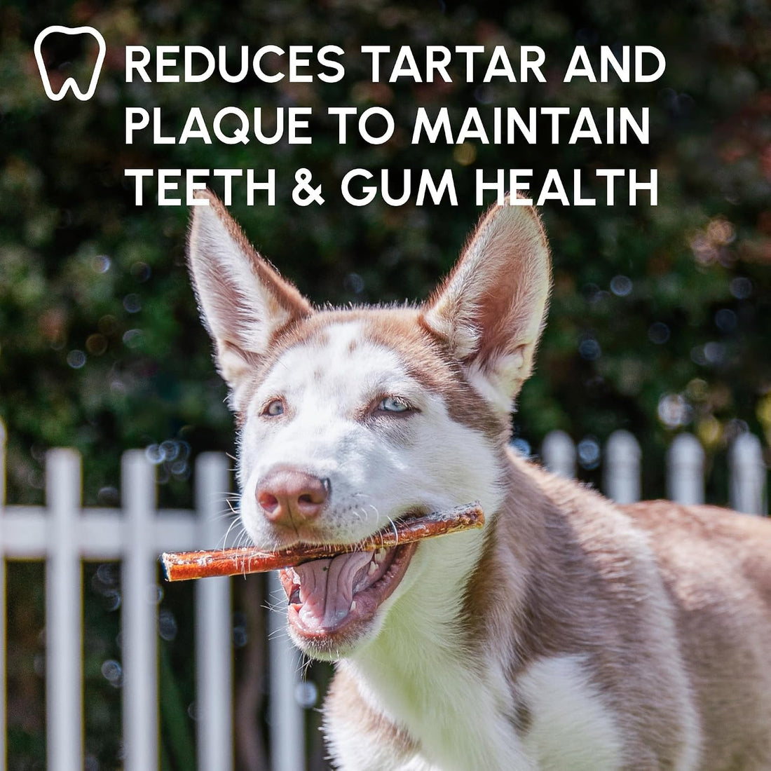 Downtown Pet Supply Bully Sticks for Dogs - Natural 6 Inch Beef Chews