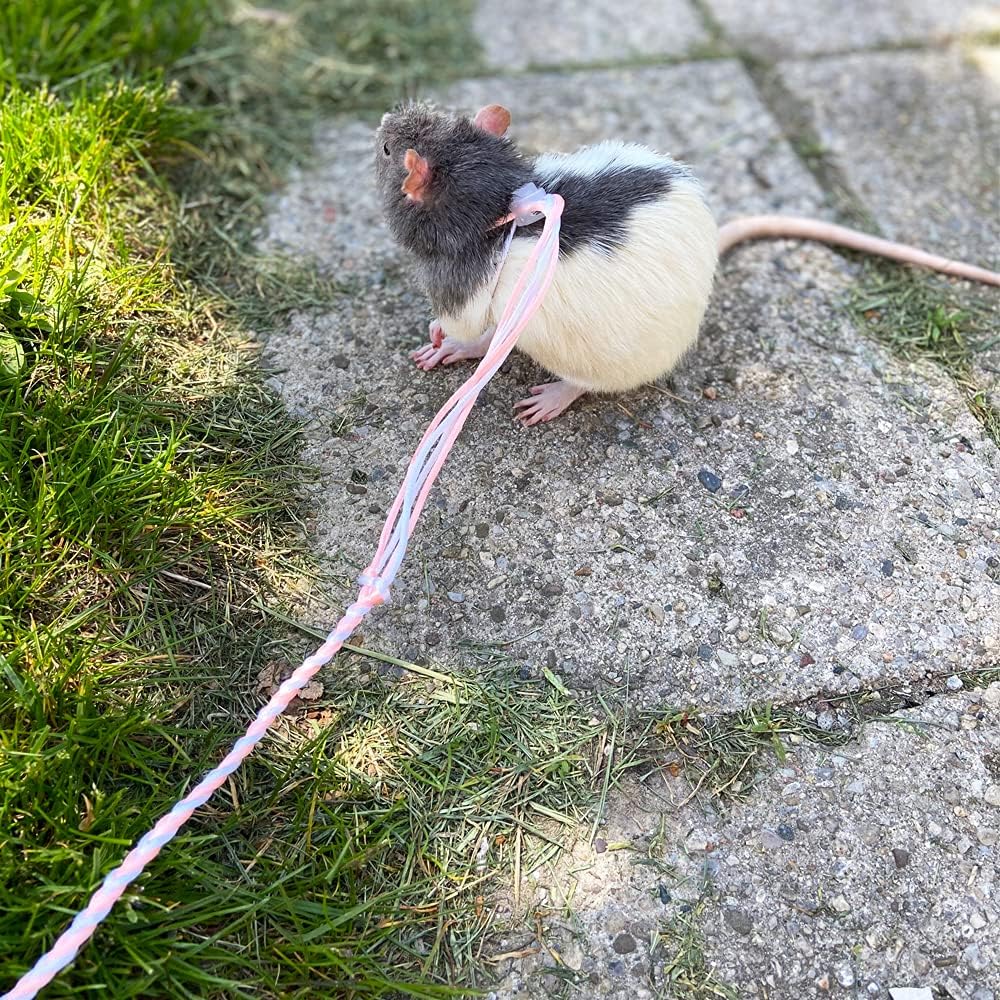 3 Pack Adjustable Hamster Leash Harness