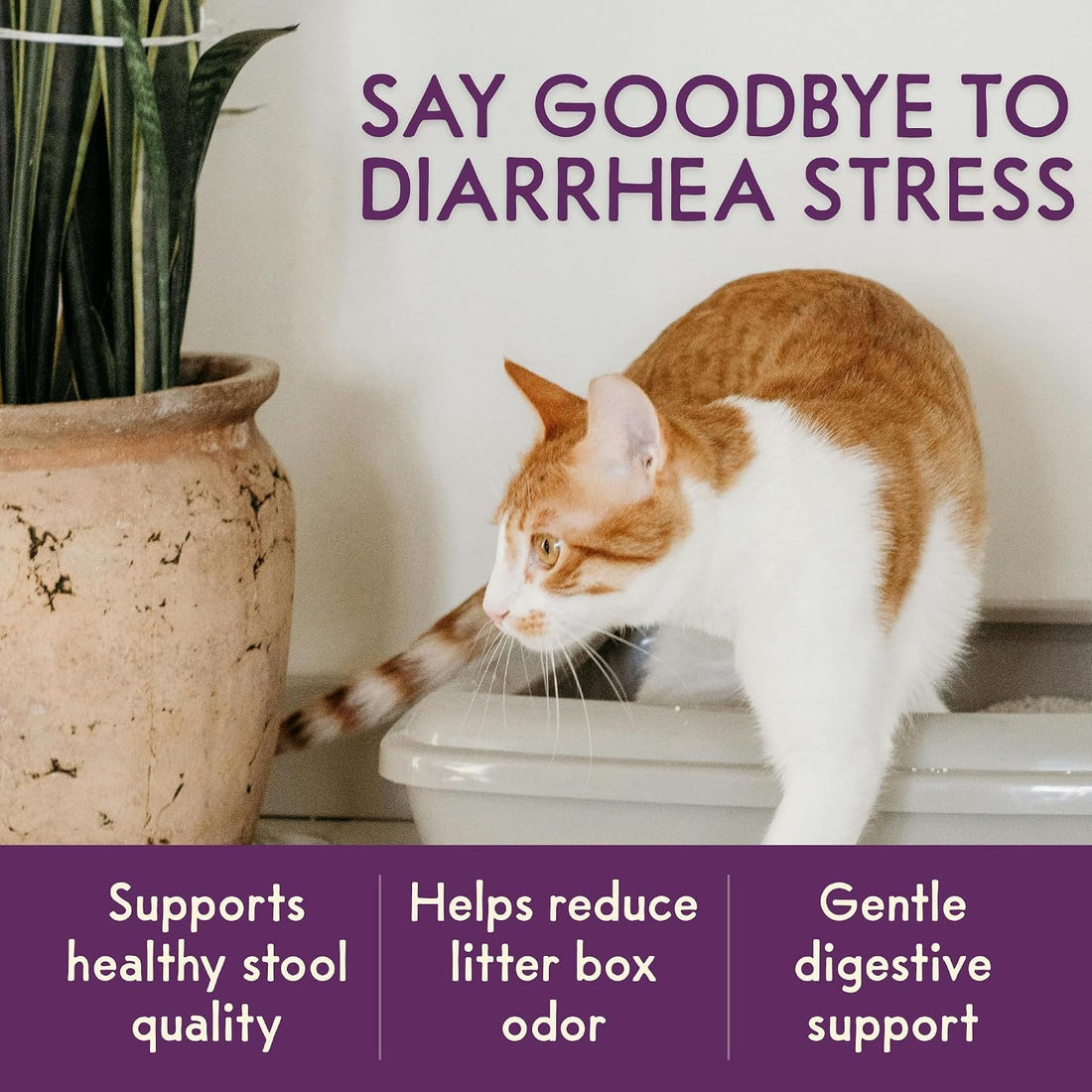 PURPLE CAT Probiotics for Cats, Gut and Digestive Health Support