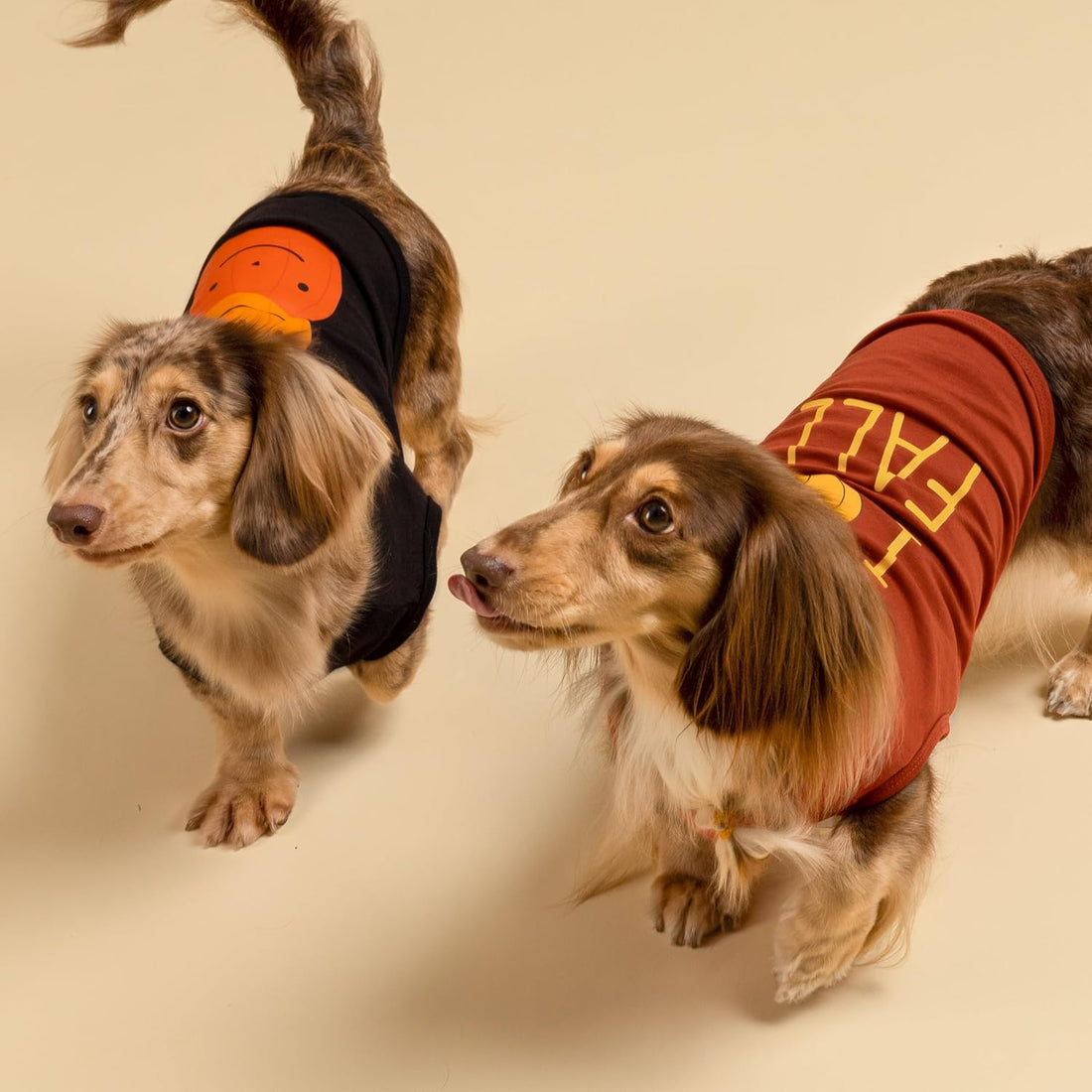 Fitwarm Thanksgiving Triple Pumpkins Dog Shirt