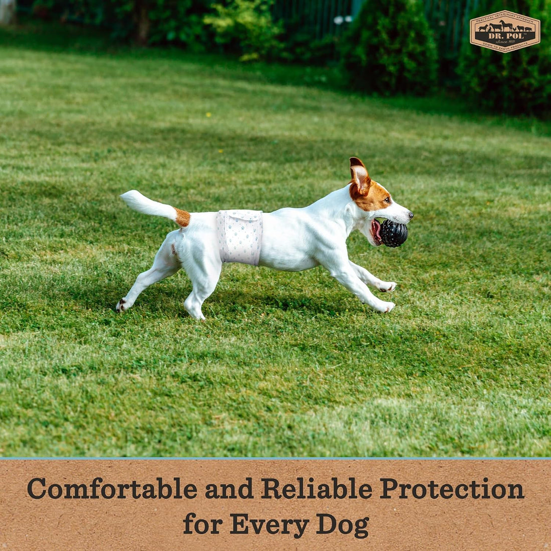Dr. Pol Male Dog Diapers – Super Absorbent, Breathable