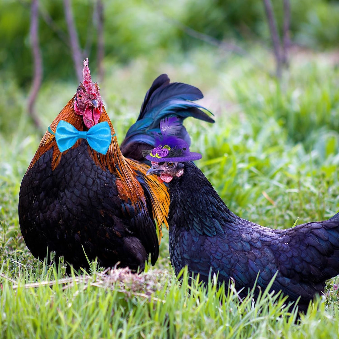 6-Pack Bow Ties for Chickens, Birds, Hamsters & Small Animals