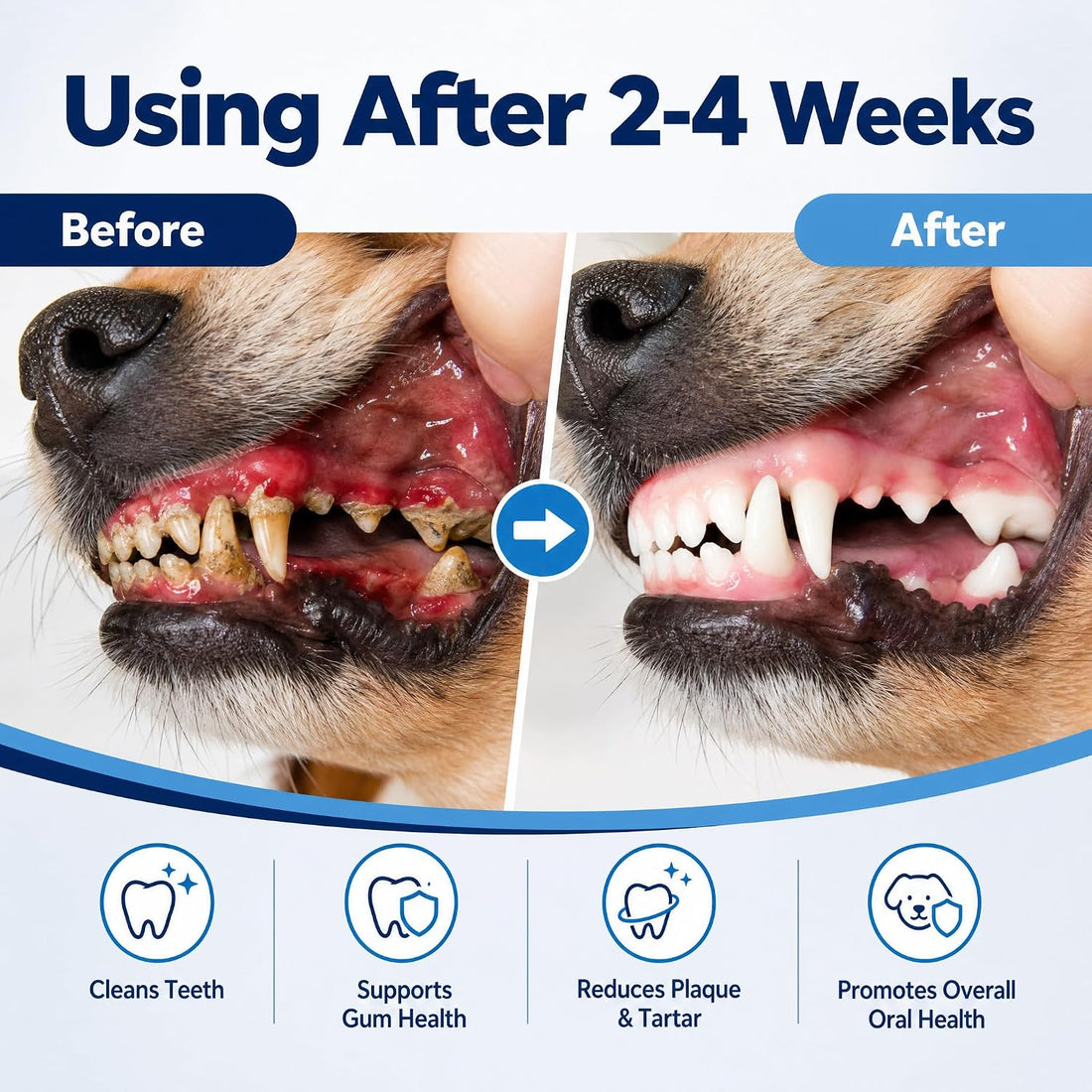 Dog Gingivitis Treatment, Gum Disease Treatment & Dog Tooth Pain