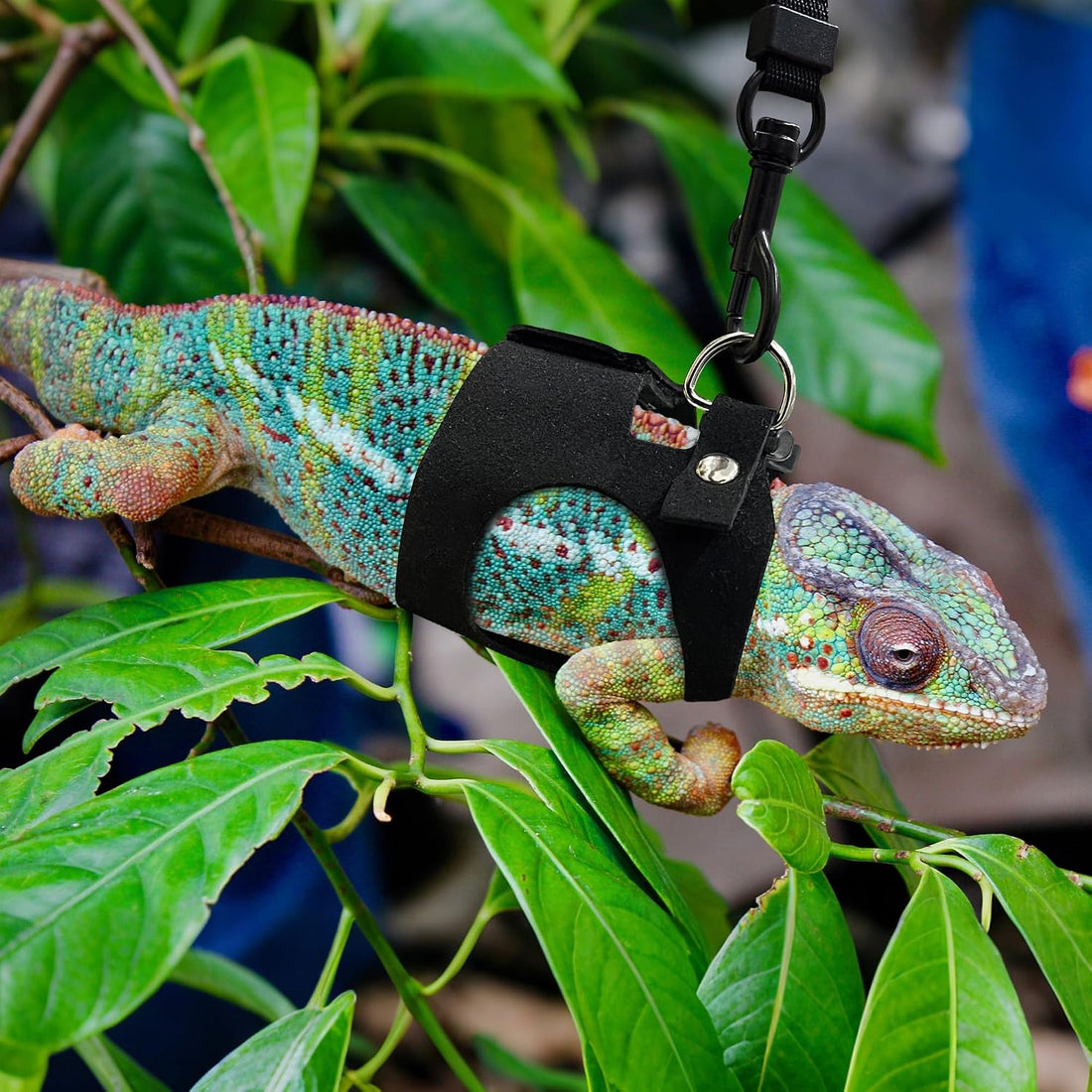 3PCS Bearded Dragon Harness and Leash Set