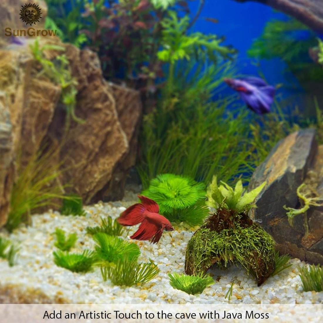 SunGrow Betta Fish Cave, Habitat Made from Coconut Shell