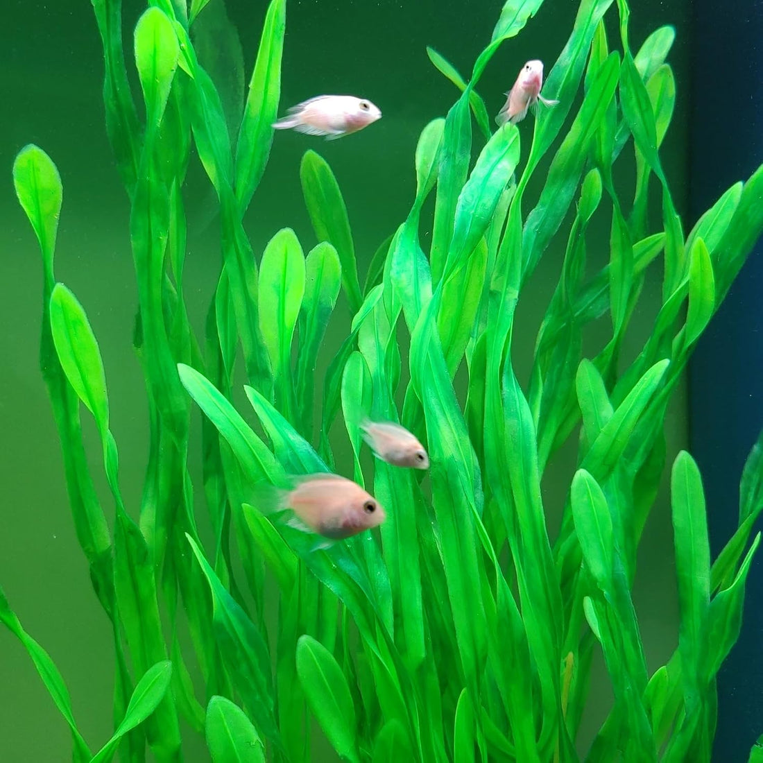 25.98 Inch Tall Aquarium Plants – 2 Pcs Fish Tank Plants Plastic