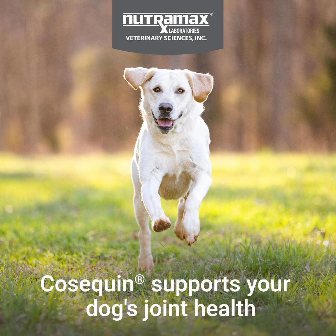 Nutramax Cosequin for Dogs Joint Health Supplement
