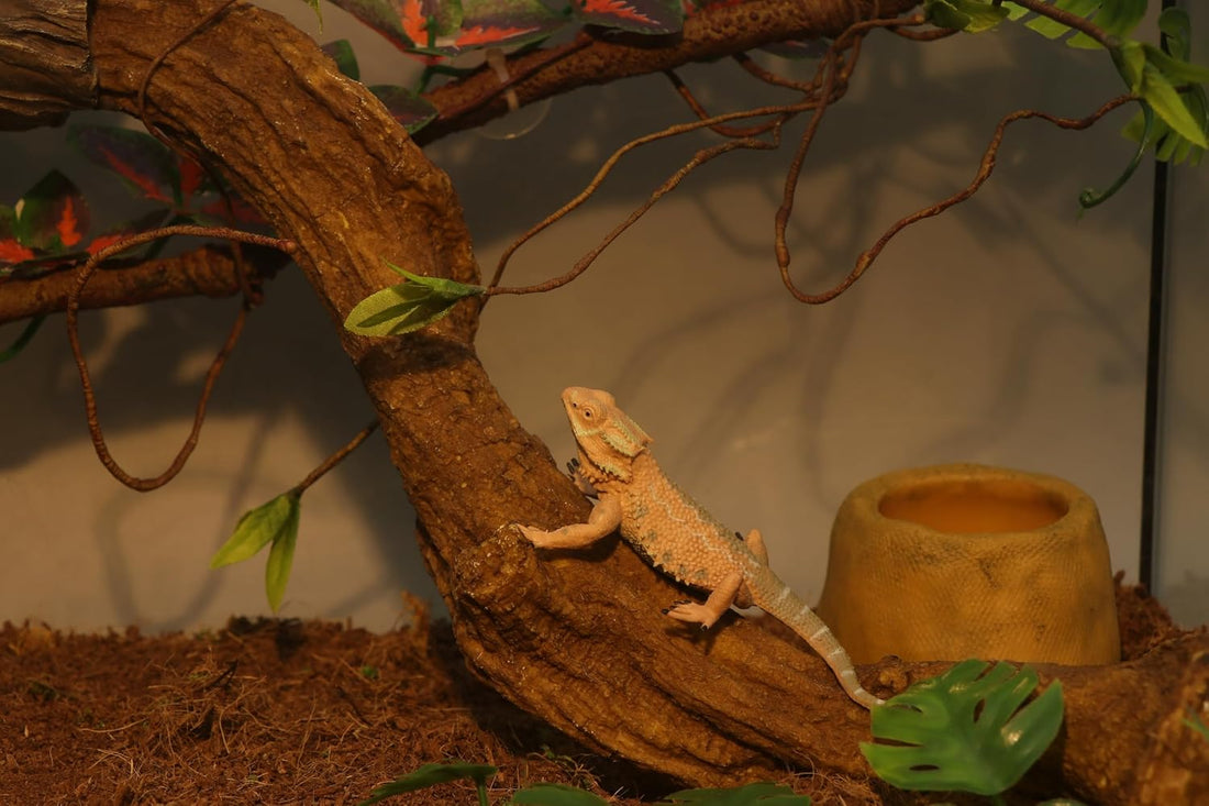 AQUA KT Reptile Bent Climber Terrarium Branch for Lizard Snake