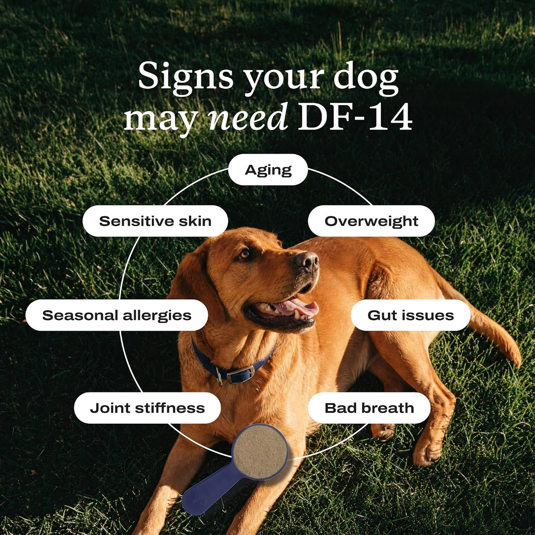 PetLab Co. DF-14 Daily Foundation Supplement for