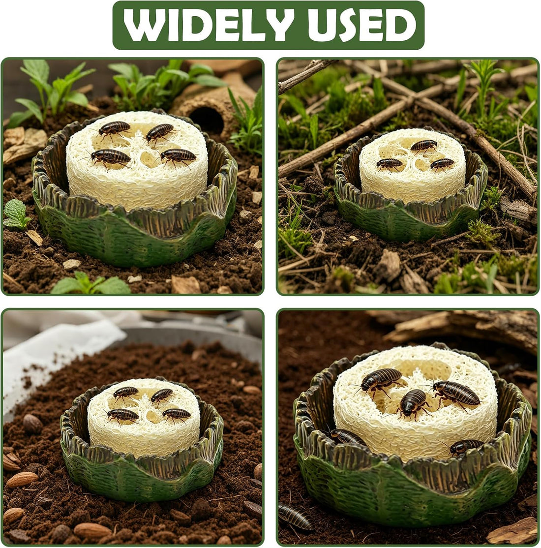 Cockroach Water Basin & 3 Loofah Set