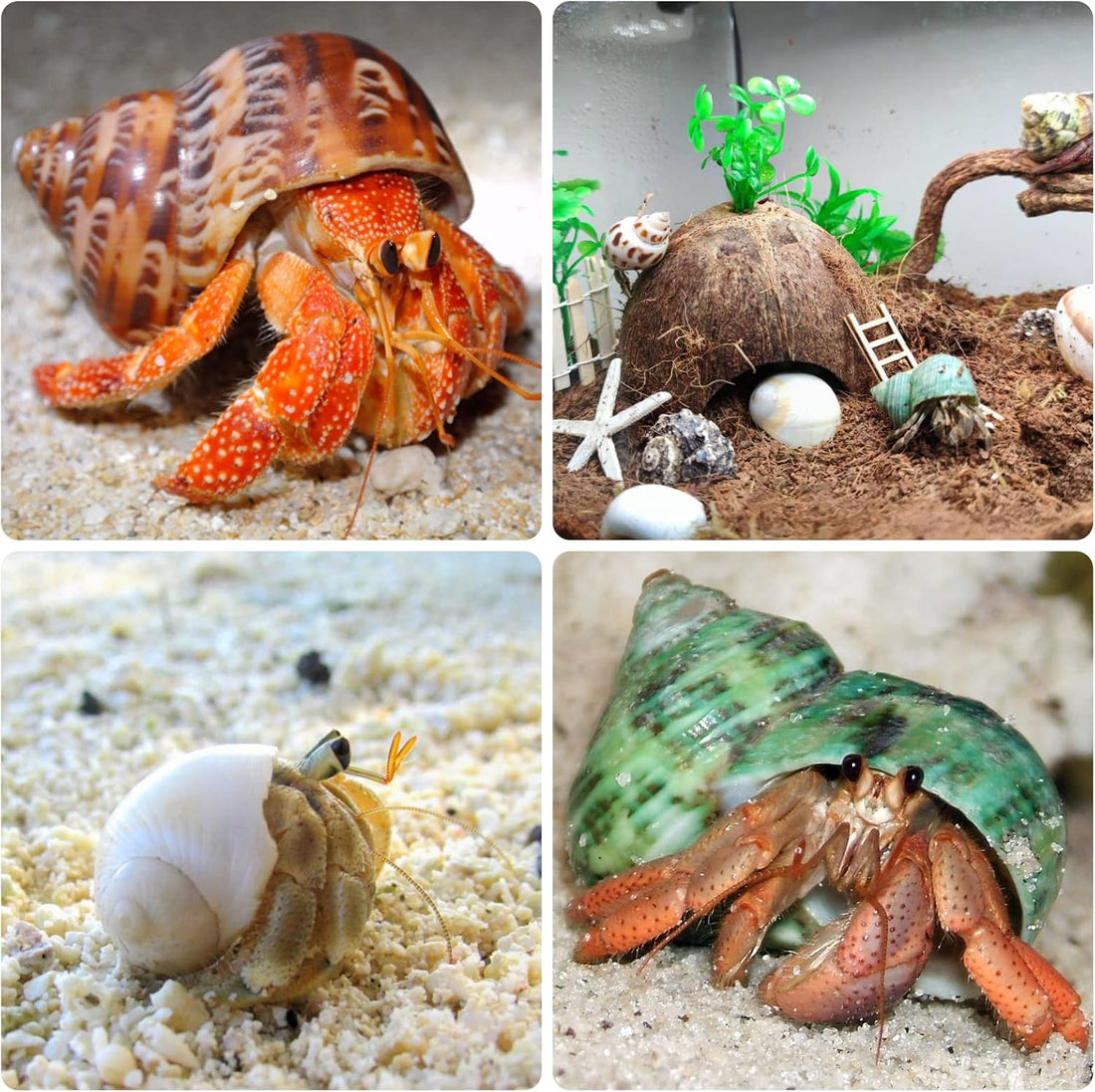 12PCS Hermit Crab Shells Medium and Large Growth Turbo Seashells