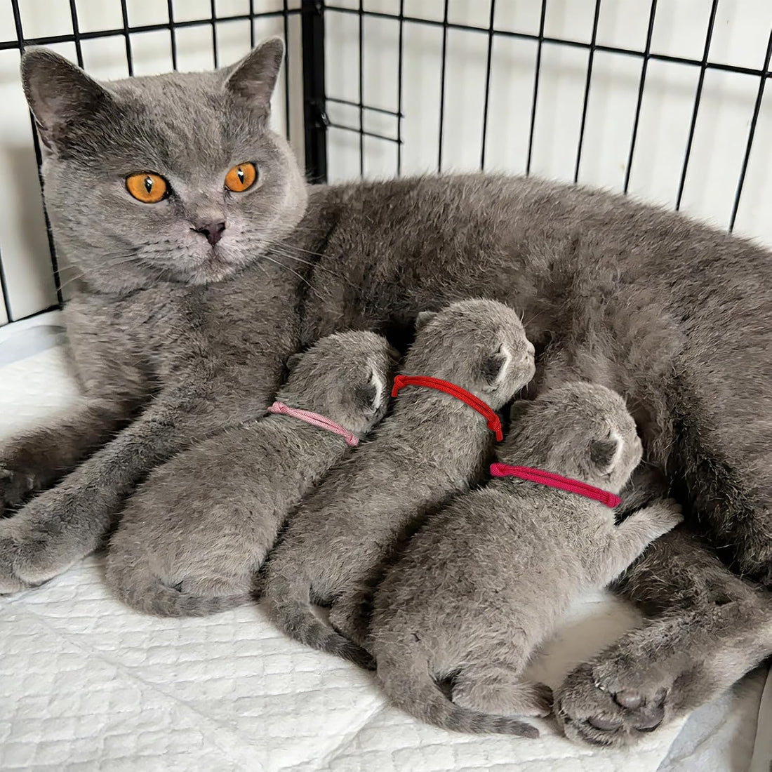 PETKNOWS 30 Pcs Puppy Whelping Collars Soft Newborn Kitten ID Bands