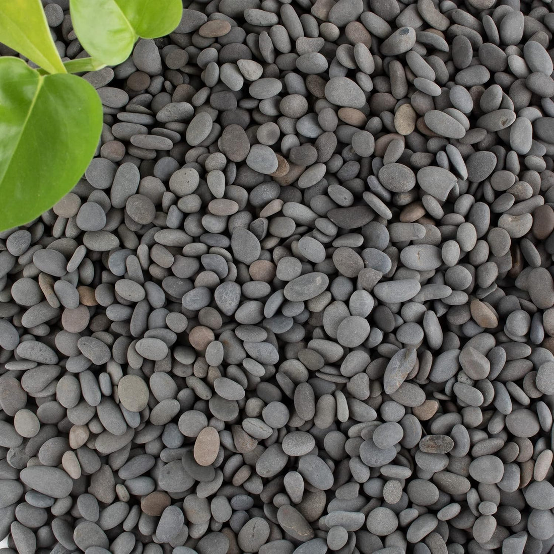 Black Rock, CJGQ 18lb River Rocks Pebbles for Plants Succulents