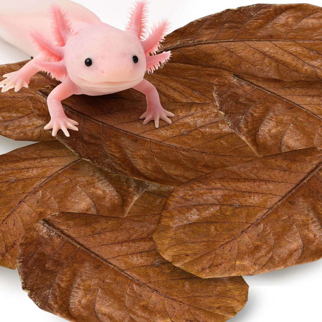 SunGrow 10 Pack Axolotl Indian Almond Leaves for Aquarium, 5-Inches