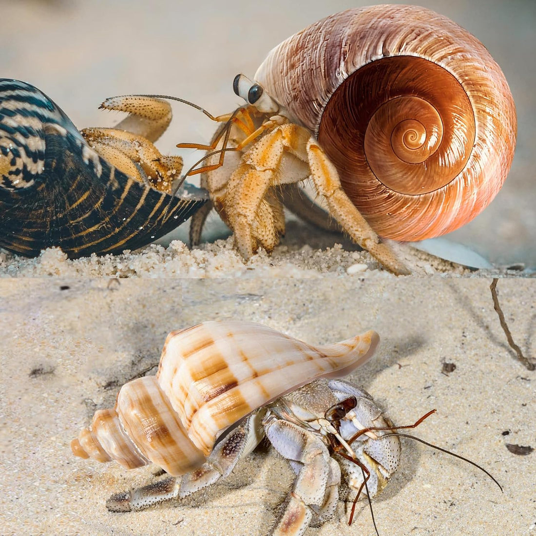 6PCS Hermit Crab Shells Medium to Large 2.3"-3.5" Shells