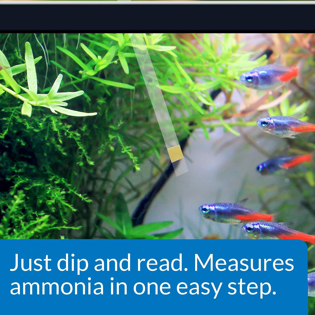API AMMONIA TEST STRIPS Freshwater and Saltwater Aquarium Water Test