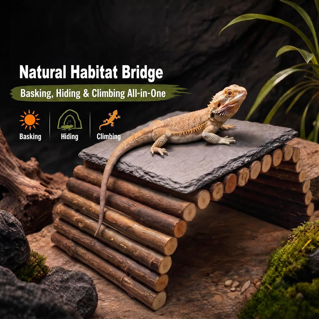 Bearded Dragon Tank Accessories