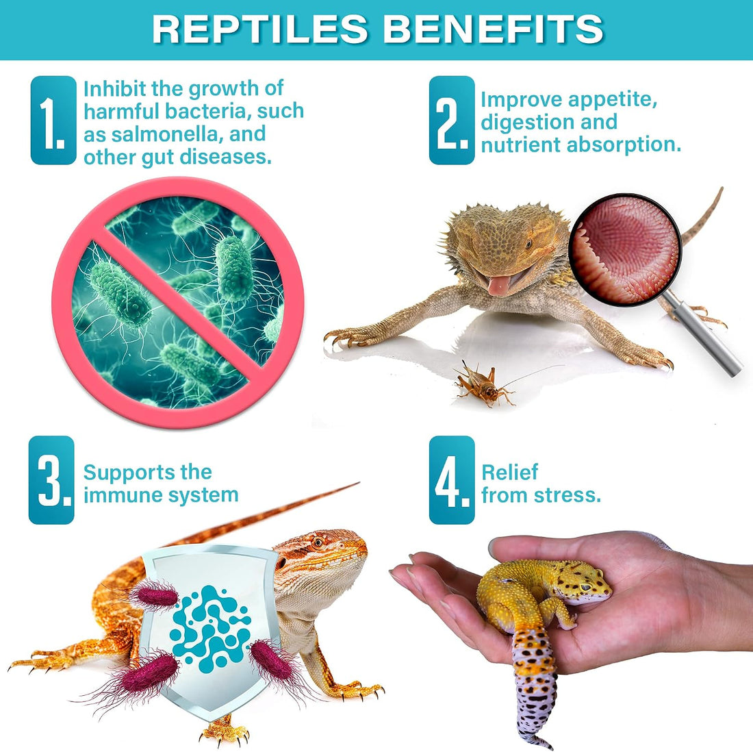 Gargeer 2oz All Reptile Probiotics. Improved Appetite & Digestion.