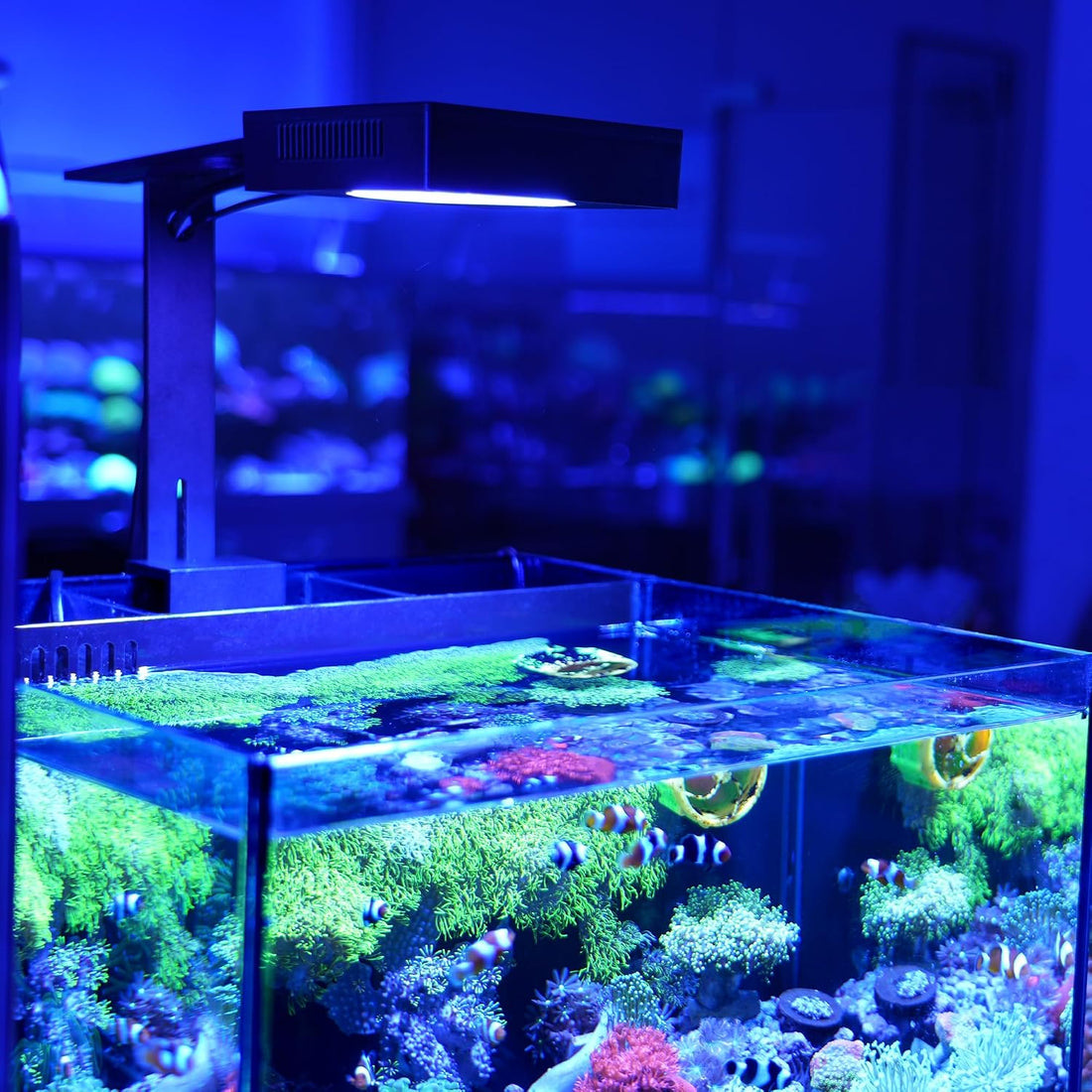 NICREW NavaReef LED Reef Light