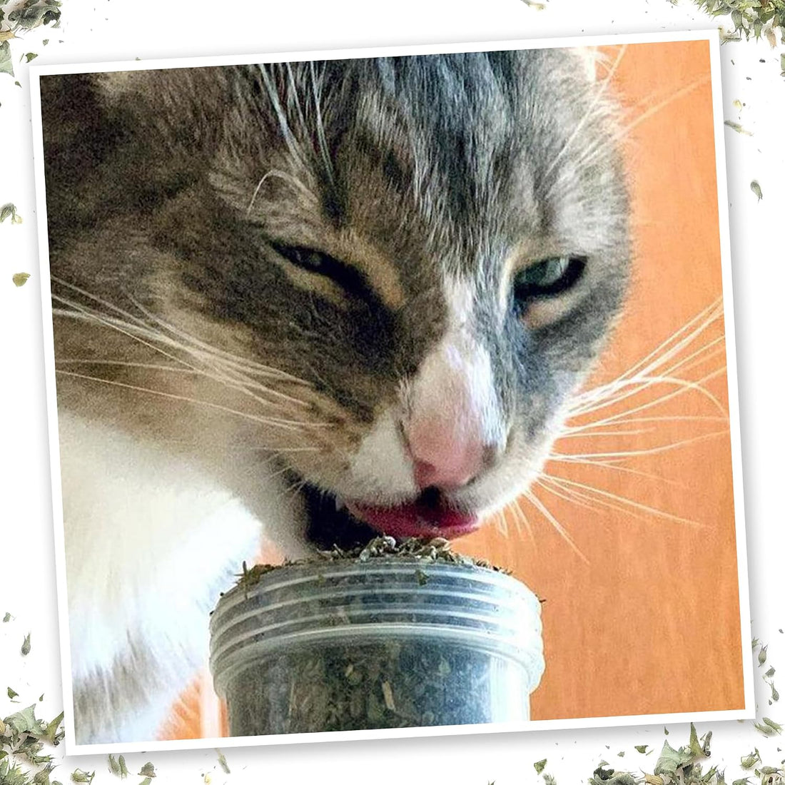 Meowijuana Meowi-Waui Catnip Blend | High-Potency