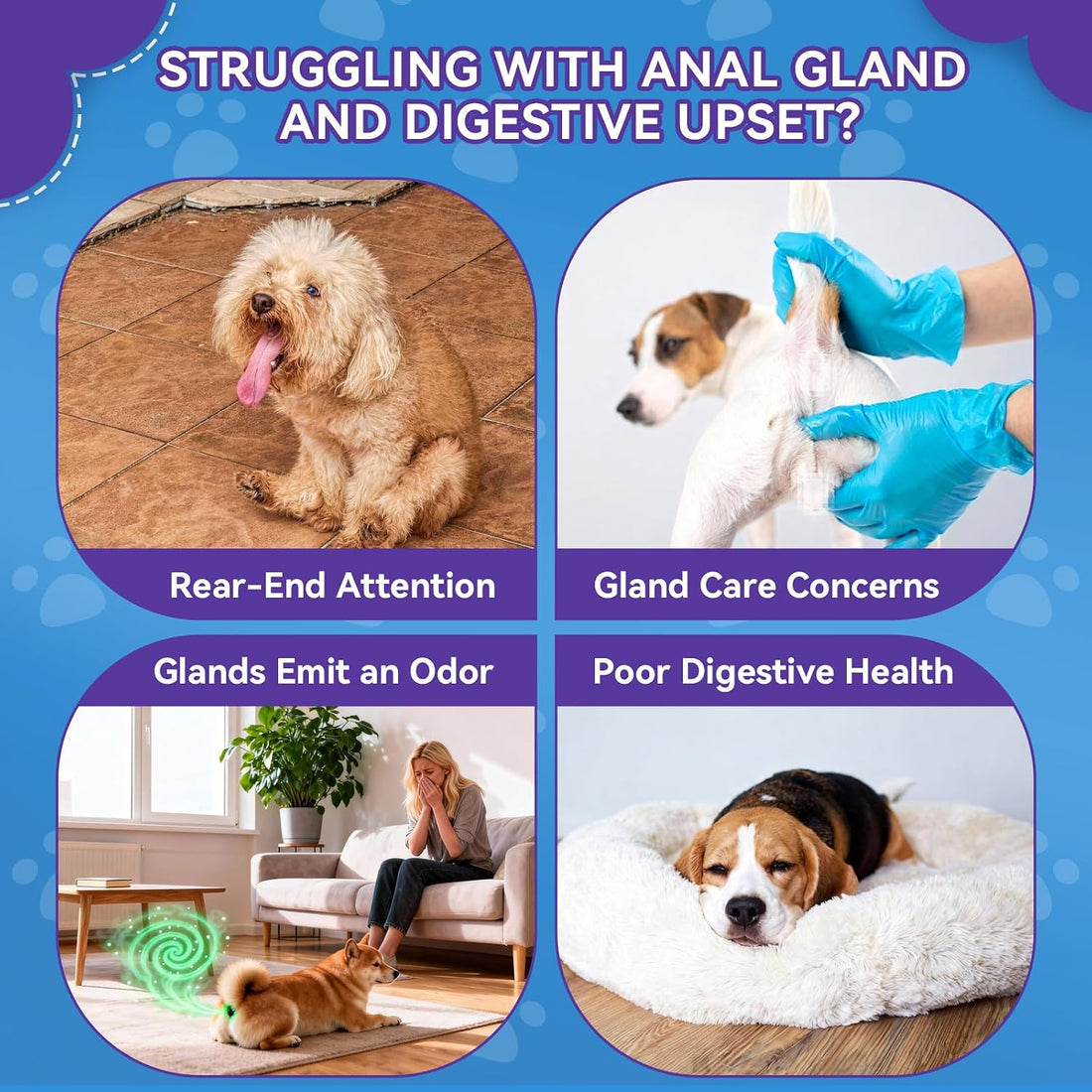 Anal Gland Chews for Dogs, No Scoot for Dogs, Pumpkin Fiber