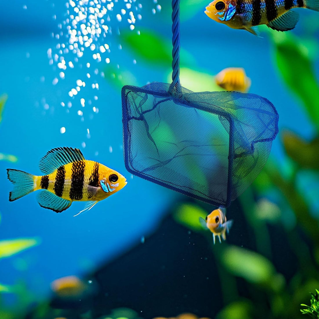 3 Aquarium Fish Net Fine Mesh Quick Catch Skimmer 4/5/6 Inch