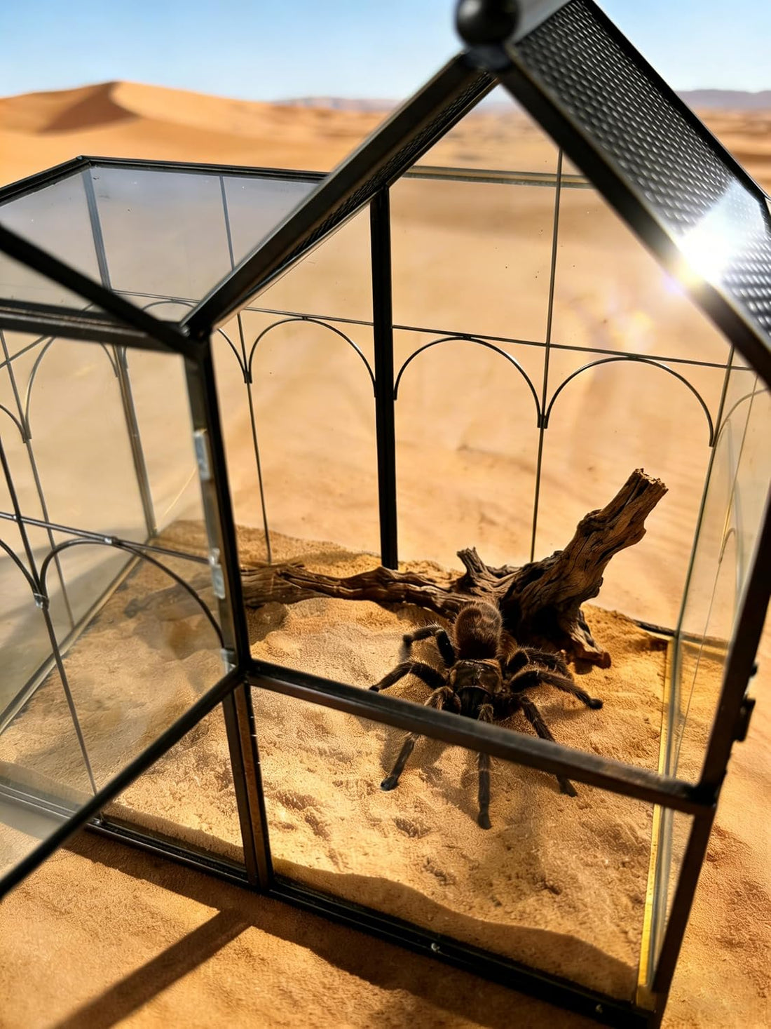 Ready-to-Use Glass Terrarium with Vents