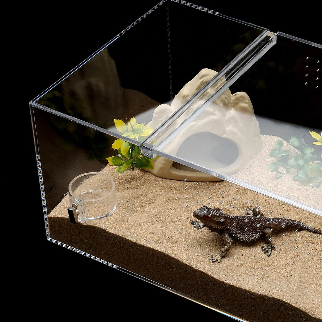 2 Pack Jumping Spider Feeding Dish