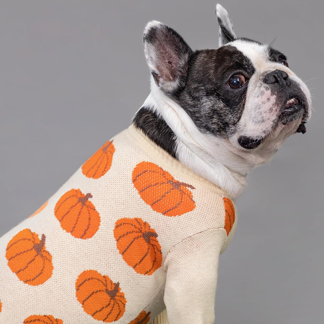 Fitwarm Pumpkin Dog Sweater, Thanksgiving Outfit for Small Dogs Boy