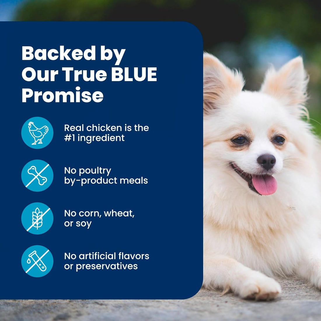 Blue Buffalo Life Protection Formula Chicken Small Senior Dog Food