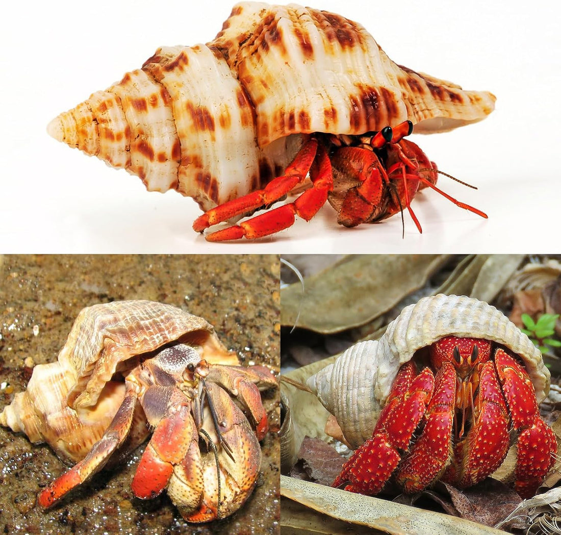 5PCS Extra Large Hermit Crab Shells 3"-4.7", Opening 1.6"-2.7"