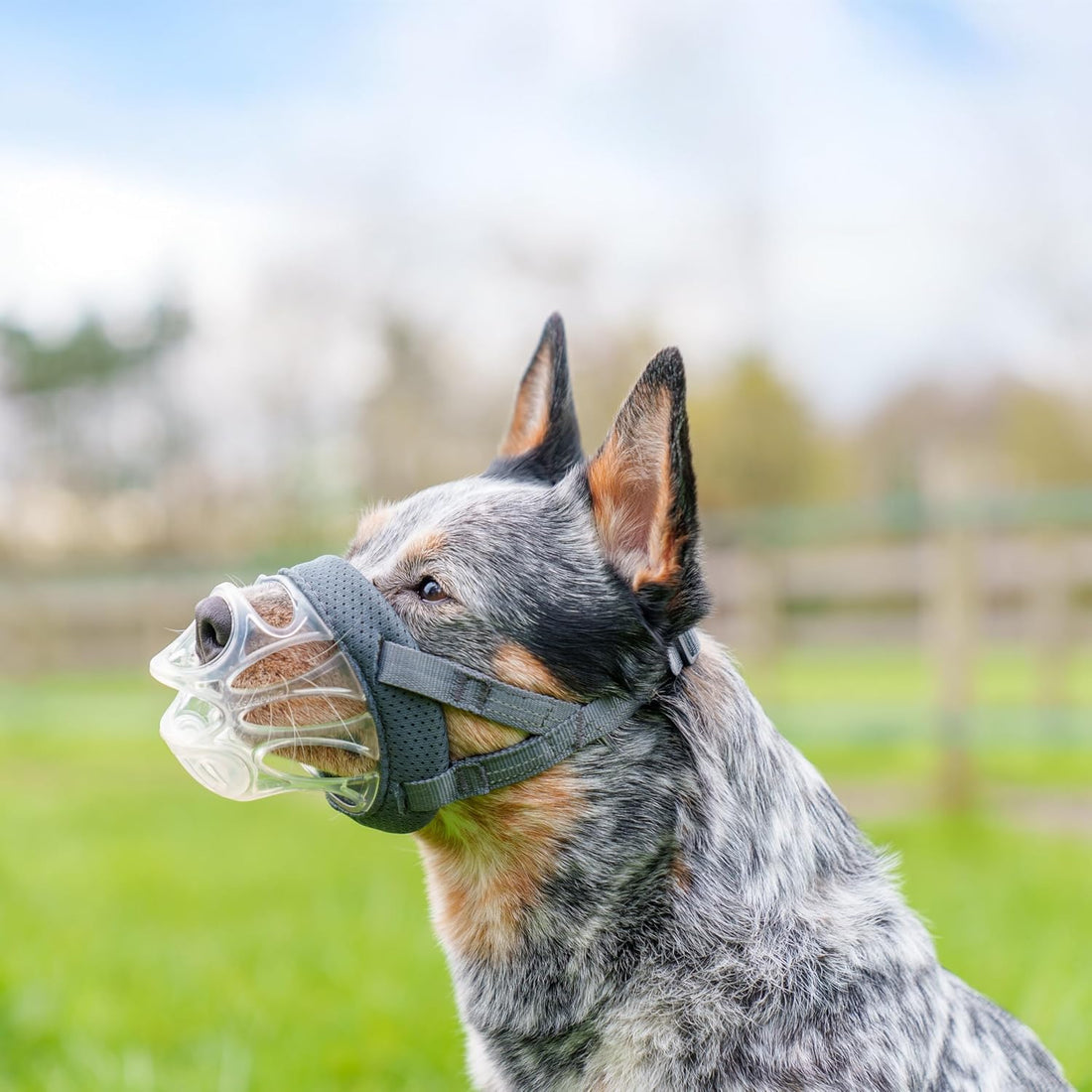 Baskerville INVISA Basket Dog Muzzle | Size