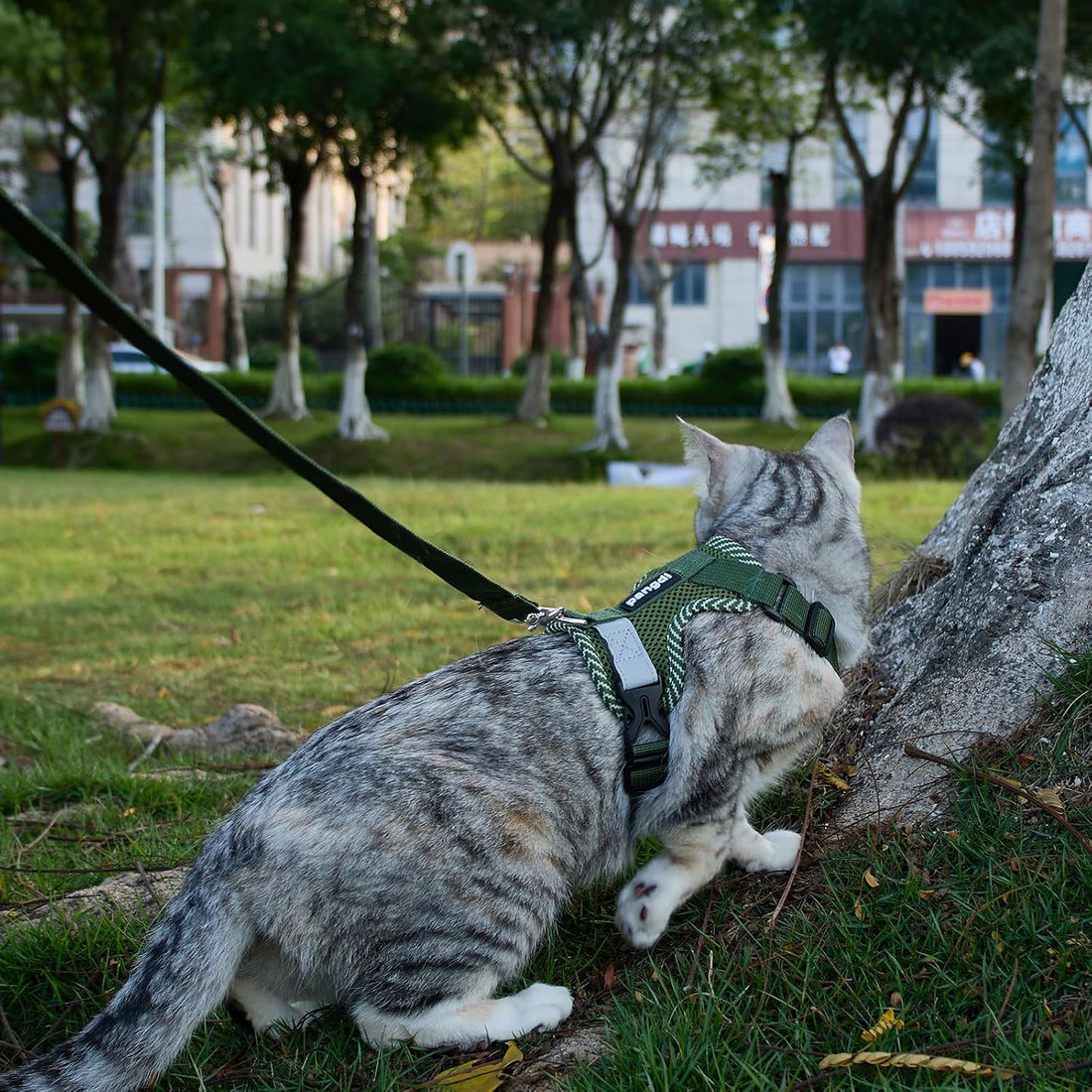 pangdi Cat Harness and Leash Escape Proof Extra Large Kitten Harness