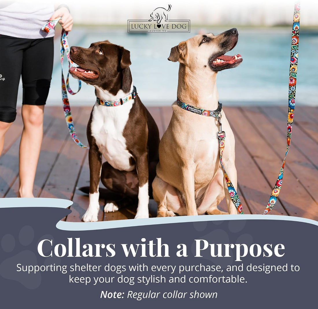 Lucky Love Dog Martingale Collar for Medium Dogs Cute – Blackbird